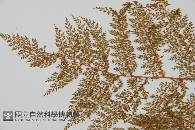 台灣小膜蓋蕨藏品圖，第5張