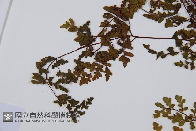 隱囊蕨藏品圖，第6張