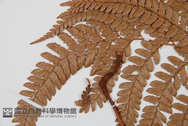 細葉複葉耳蕨藏品圖，第5張