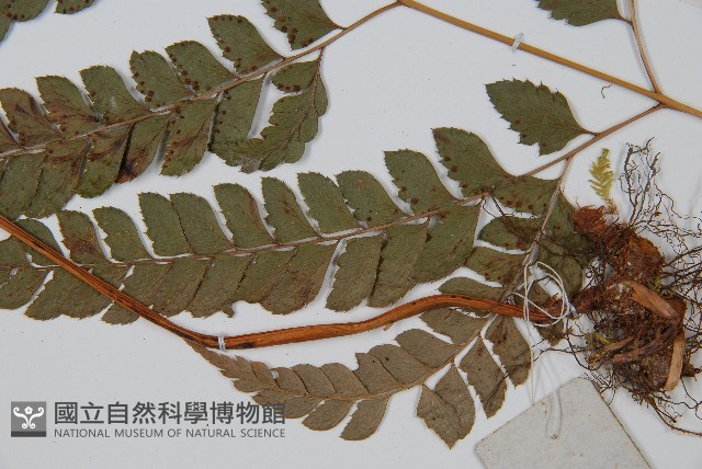 斜方複葉耳蕨藏品圖，第5張