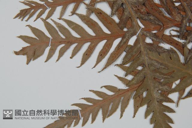 東方狗脊蕨藏品圖，第3張