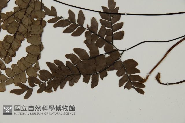 扇葉鐵線蕨藏品圖，第5張