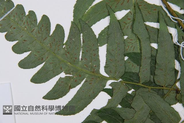 廣葉鋸齒雙蓋蕨藏品圖，第6張