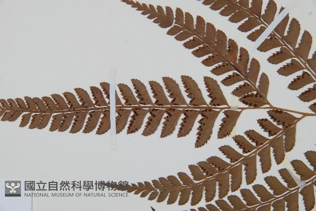 斜方複葉耳蕨藏品圖，第5張
