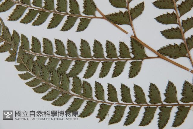 斜方複葉耳蕨藏品圖，第5張