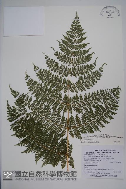 魚鱗蕨藏品圖，第6張