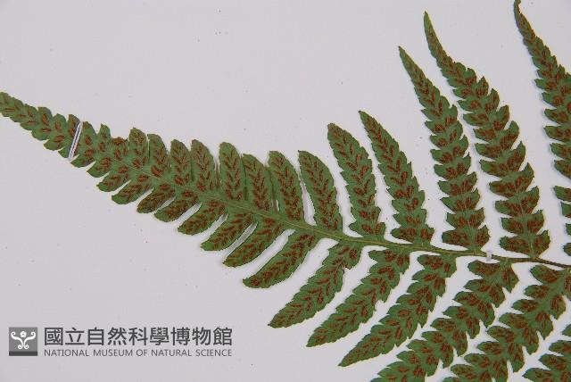 黑葉貞蕨藏品圖，第9張