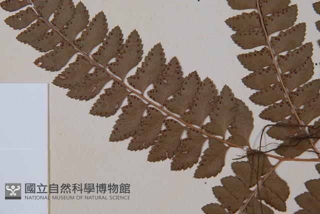 斜方複葉耳蕨藏品圖，第5張