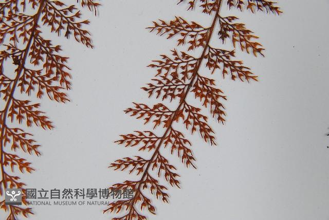 台灣小膜蓋蕨藏品圖，第5張