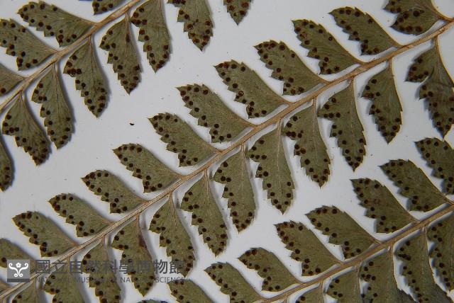 斜方複葉耳蕨藏品圖，第5張