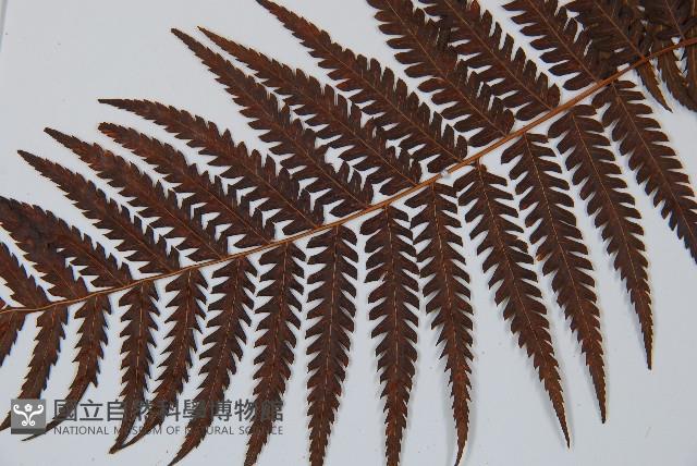 金狗毛蕨藏品圖，第5張