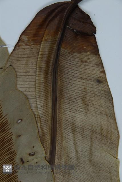 南洋山蘇花藏品圖，第8張