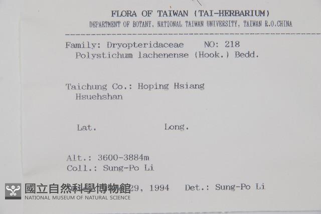 薄葉孔雀鐵角蕨、邊孢鐵角蕨藏品圖，第6張