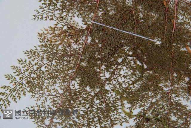 台灣小膜蓋蕨藏品圖，第5張