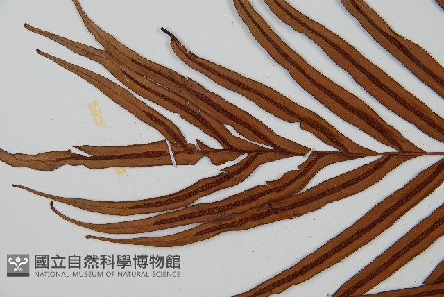 烏毛蕨藏品圖，第5張