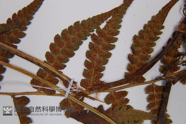 登錄號:P006299藏品圖，第5張