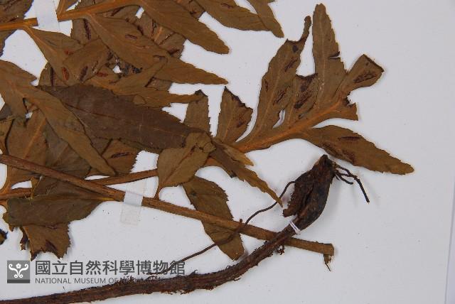 萊氏鐵角蕨藏品圖，第6張