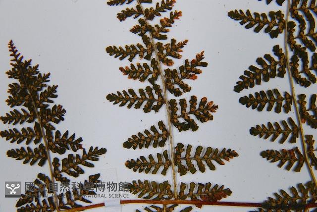 毛冷蕨藏品圖，第6張