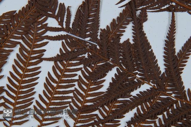 臺灣金狗毛蕨藏品圖，第8張