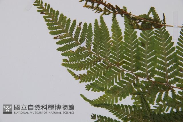 粗毛金星蕨藏品圖，第6張