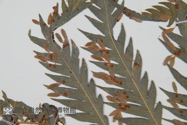 臺灣狗脊蕨藏品圖，第5張