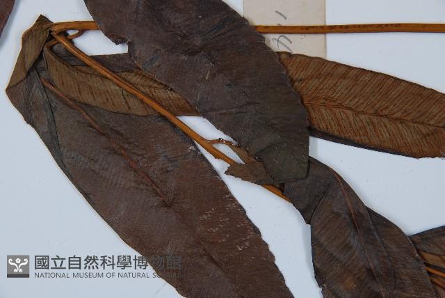 細柄雙蓋蕨藏品圖，第6張