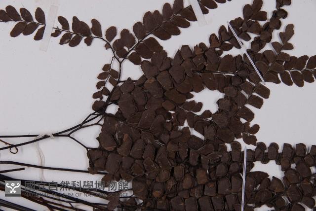 扇葉鐵線蕨藏品圖，第5張