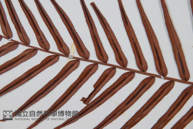 Oriental blechnum Collection Image, Figure 5, Total 6 Figures