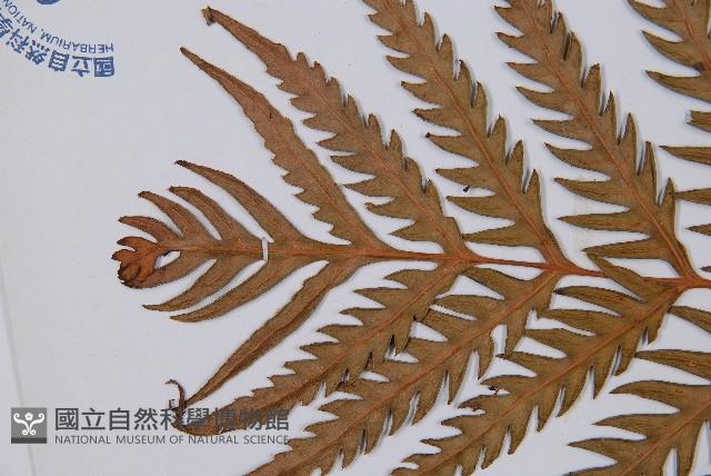 臺灣狗脊蕨藏品圖，第2張