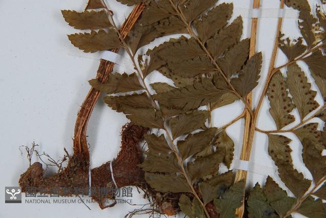 斜方複葉耳蕨藏品圖，第5張