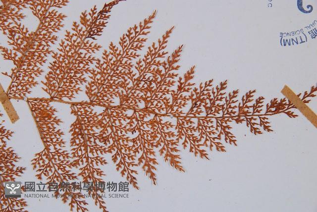 台灣小膜蓋蕨藏品圖，第5張