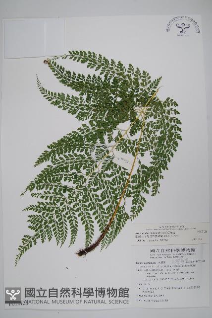 臺灣兩面複葉耳蕨藏品圖，第6張