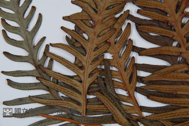 臺灣狗脊蕨藏品圖，第5張