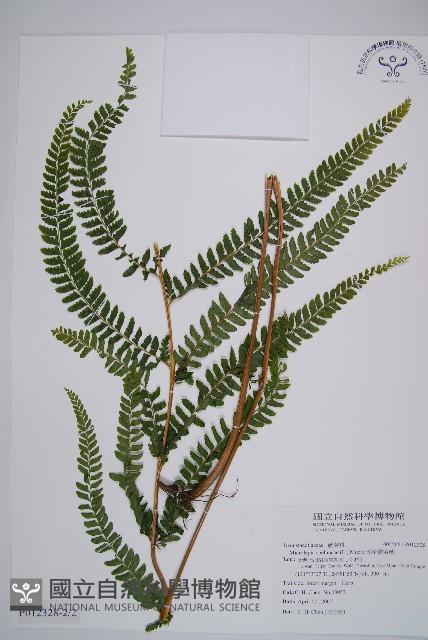 熱帶鱗蓋蕨藏品圖，第6張