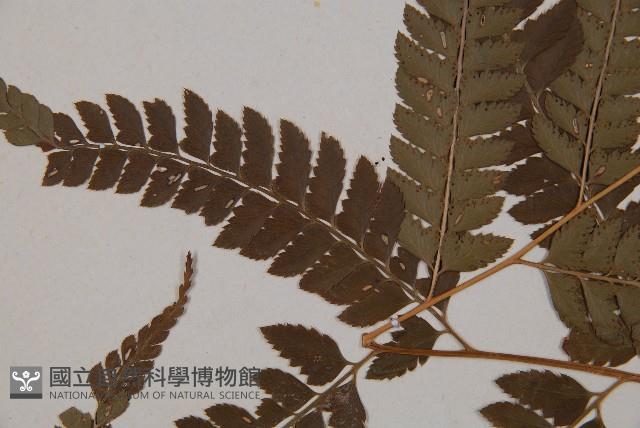 斜方複葉耳蕨藏品圖，第5張