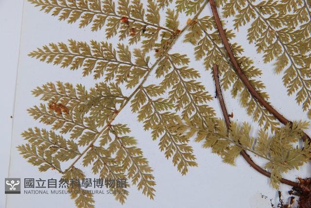 台灣小膜蓋蕨藏品圖，第5張