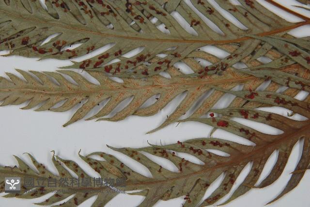 臺灣狗脊蕨藏品圖，第5張