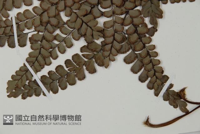 扇葉鐵線蕨藏品圖，第5張