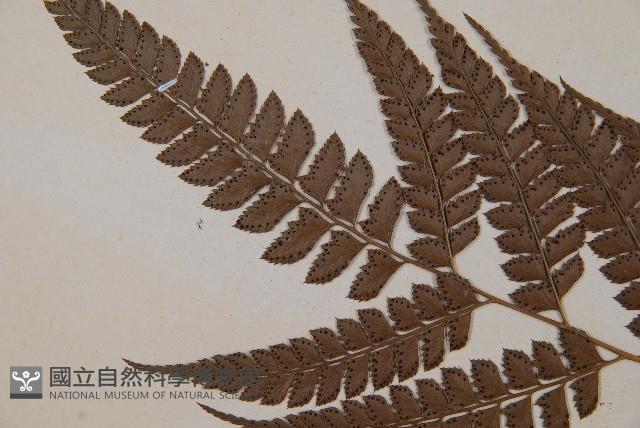 Accession Number:P007318 Collection Image, Figure 5, Total 5 Figures