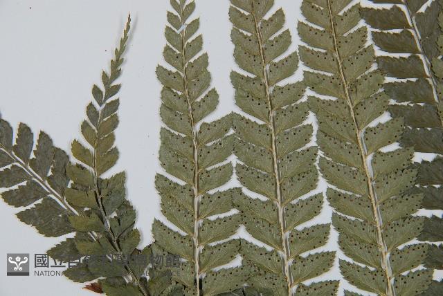 斜方複葉耳蕨藏品圖，第5張