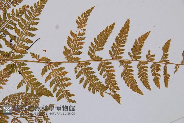 宿枝小膜蓋蕨藏品圖，第6張