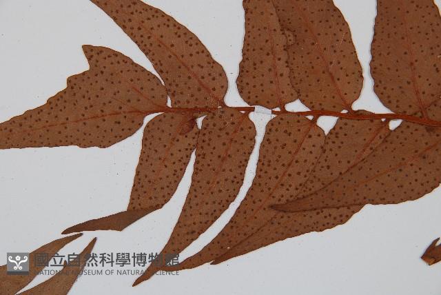 全緣貫眾蕨藏品圖，第5張