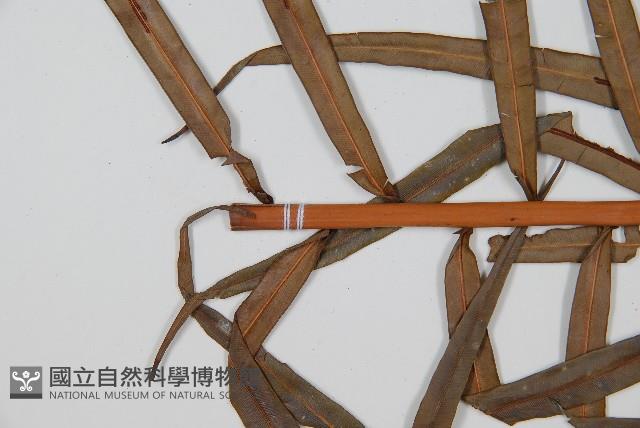 烏毛蕨藏品圖，第5張