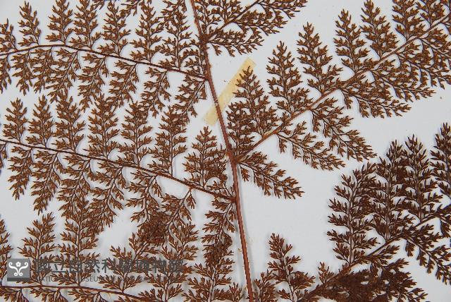 台灣小膜蓋蕨藏品圖，第8張