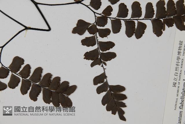 Accession Number:P007098 Collection Image, Figure 5, Total 5 Figures