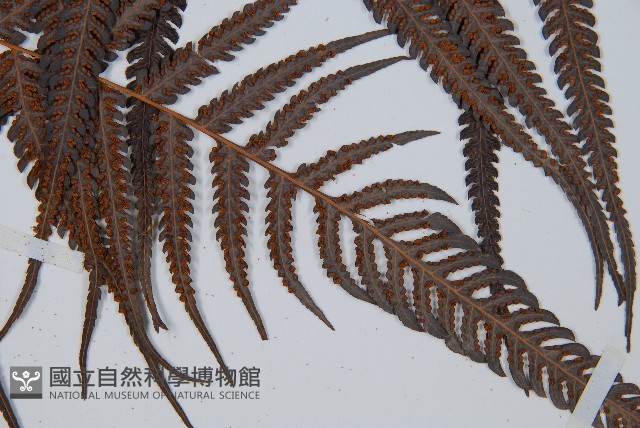 金狗毛蕨藏品圖，第4張