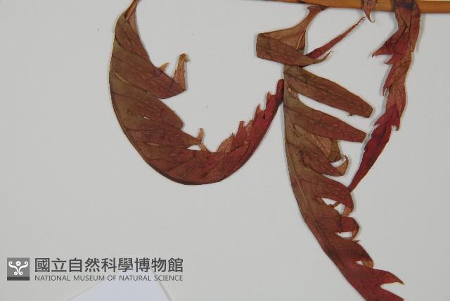 臺灣狗脊蕨藏品圖，第5張