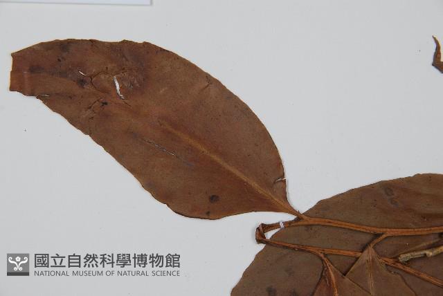 尖葉貫眾蕨藏品圖，第5張