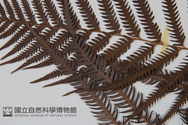 臺灣金狗毛蕨藏品圖，第5張