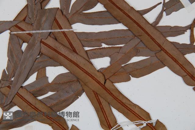 烏毛蕨藏品圖，第5張